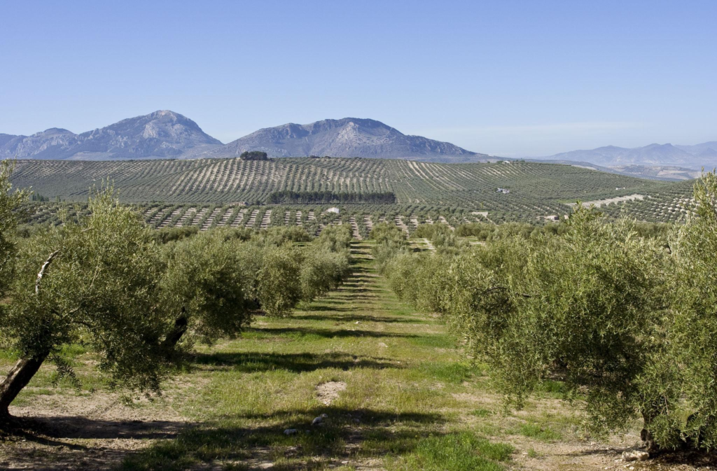 Andalusian olive trees