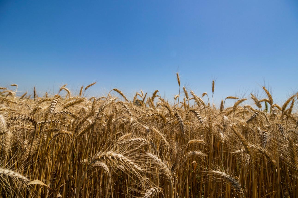 A crop of wheat growing in Punjab
