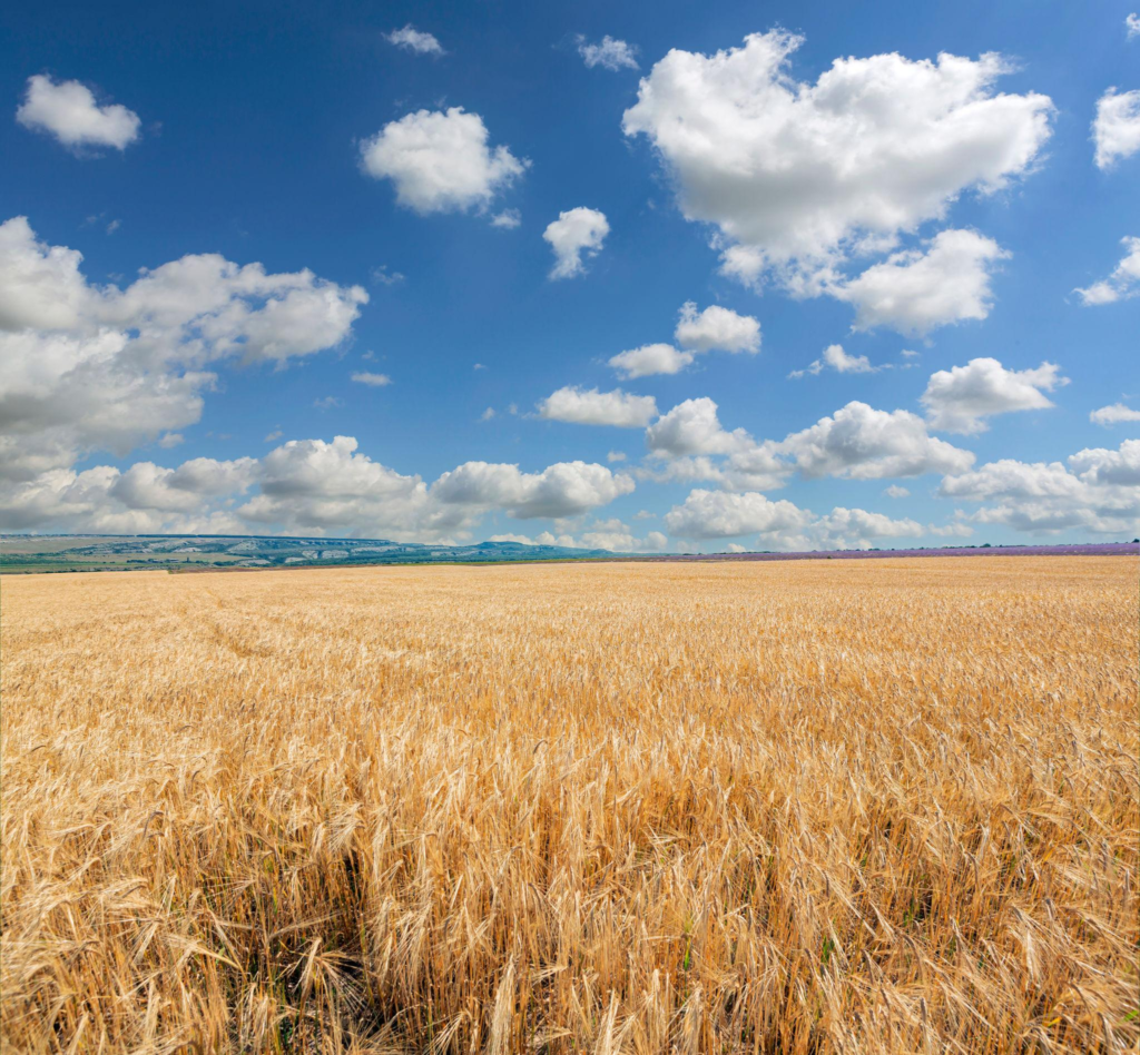 Panaromis Landscape of Wheat field
