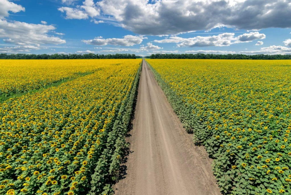 Landscape picture of field