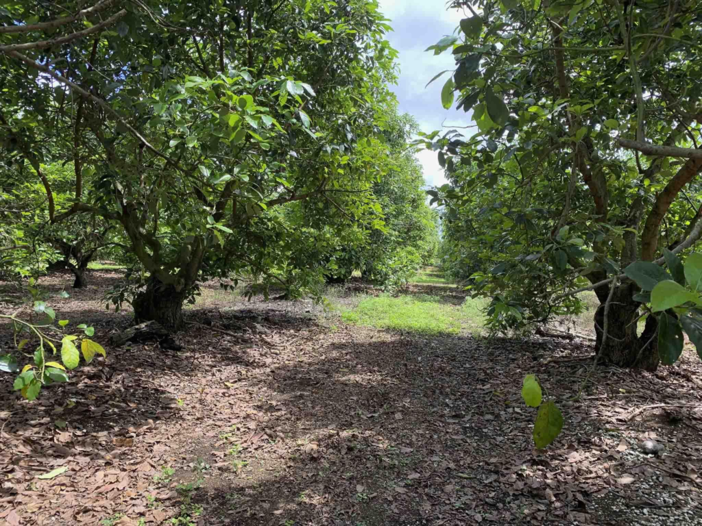 Avocado grove walk thru - Brooks Tropicals